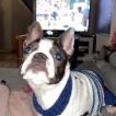 Siena, Boston Terrier