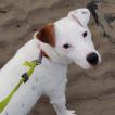 Snowy, Jack Russell