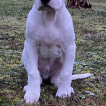 Shérif, Dogue Argentin