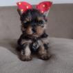 Lia, Yorkshire Terrier