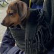 Minerva, Dachshund (Pelo Largo)