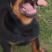 Thor, Rottweiler