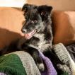 Skye, Border Collie