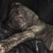 Kash, Cane Corso