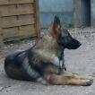 Soprane, Berger Allemand