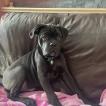 Bowser, Cane Corso