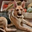 Apollo, German Shepherd Dog