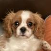Seven, Cavalier King Charles