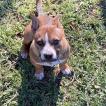 Luna, Staffordshire Bull Terrier