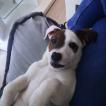 Mojo, Parson Jack Russell Terrier (De Pelaje Corto - Suave)