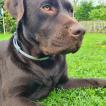 Paco, Labrador Retriever
