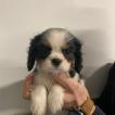 Shanelle, Cavalier King Charles