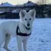 Floki