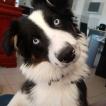 Shanel, Berger Australien