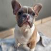 Toddy, Bouledogue francese