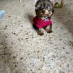 Dona, Yorkshire Terrier