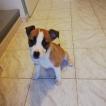 Tokyo, Staffordshire Bull Terrier