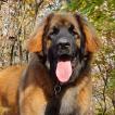 Sheyenne, Leonberg