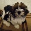 Skoll, Shih Tzu