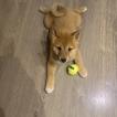 Sensei, Shiba