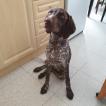 Mailand, Braco Alemán De Pelo Corto