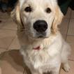 Everest, Golden Retriever
