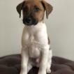 JANKO ROSEMBERG C., Fox Terrier De Pelo Liso