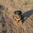 Groot Grogu, Rottweiler