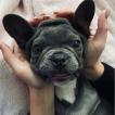 BOGOTA, Bouledogue francese