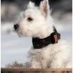 Gaston, Westies