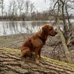 Jamie, Golden Retriever