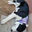 Mae Morgana, Border Collie