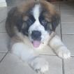 Jacky Boy, San Bernardo