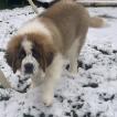 Syrius, Saint Bernard