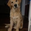 Sowann, Golden Retriever