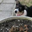 Tokyo, Border Collie
