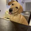 Wasilevich, Labrador Retriever