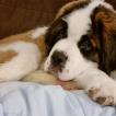 Seth, Saint Bernard