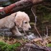 Lupo, Golden Retriever