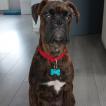 Sparo, Boxer