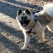 Sky, Eurasier
