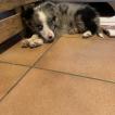 Sanka, Border Collie