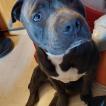 Sayko, Staffordshire Bull Terrier