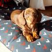 Nina, Dachshund (Pelo Largo)