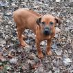 Jack, Crestado Rodesiano