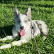 Lunna, Border Collie