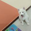 Max, Husky Siberiano