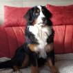 SHANA, Bouviers Bernois