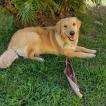 Sophia, Golden Retriever