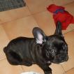 Pumba, Bulldog Francés